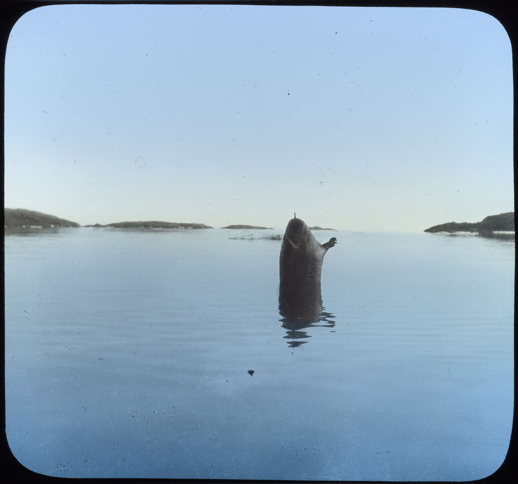 Donald Baxter MacMillan; A Walrus Float; 1913-1917; image; silver gelatin on glass; 10.16 cm x 8.26 cm x 0.64 cm (4 in. x 3 1/4 in. x 1/4 in.); TGM; North America