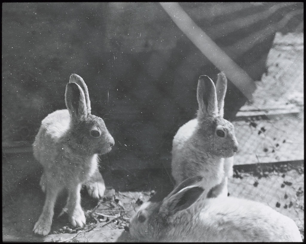 Donald Baxter MacMillan; Hare. Pets at Etah; 1913-1917; image; silver gelatin on glass; 10.16 cm x 8.26 cm x 0.64 cm (4 in. x 3 1/4 in. x 1/4 in.); TGM; North America