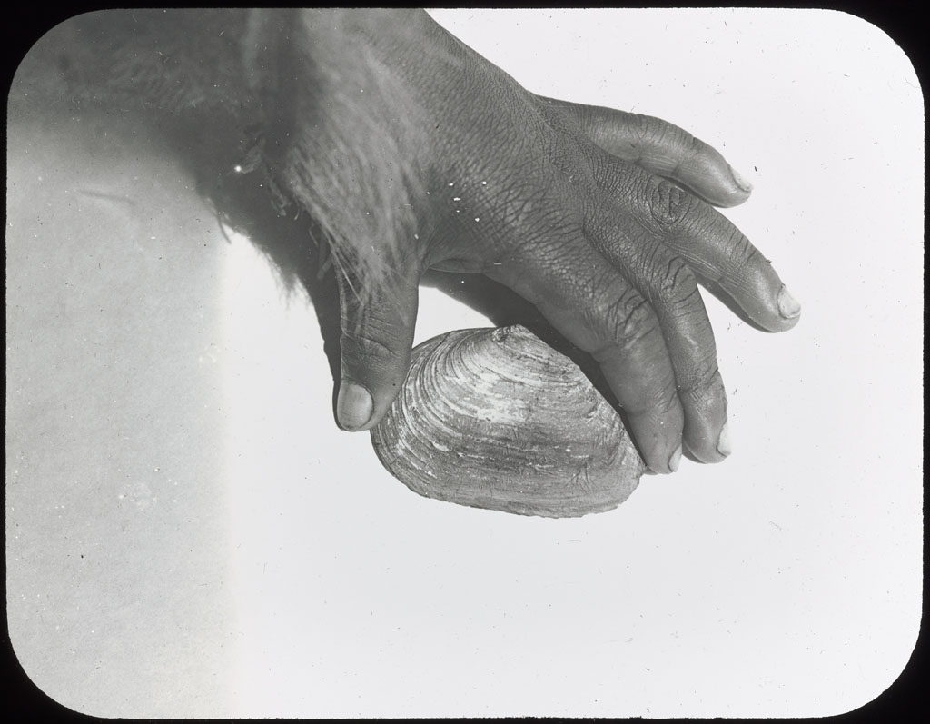 Donald Baxter MacMillan; Clam Shell Found at Etah; 1913-1917; image; silver gelatin on glass; 10.16 cm x 8.26 cm x 0.64 cm (4 in. x 3 1/4 in. x 1/4 in.); TGM; North America