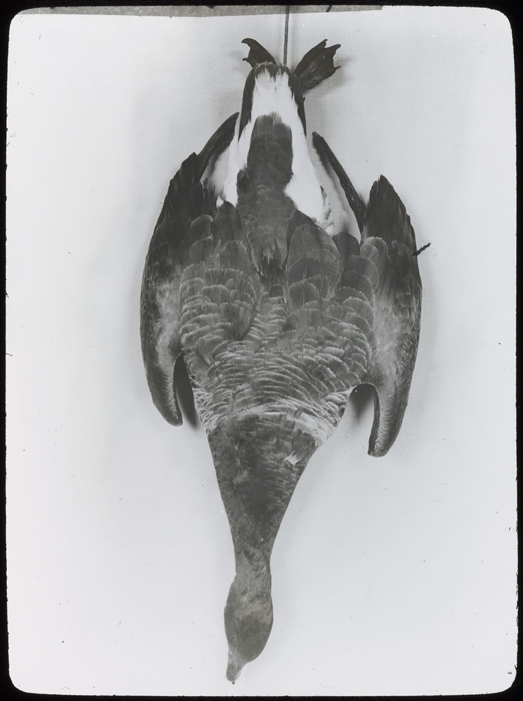 Donald Baxter MacMillan; Brant, hanging. Branta bernicla glaucogastra; 1913-1917; image; silver gelatin on glass; 10.16 cm x 8.26 cm x 0.64 cm (4 in. x 3 1/4 in. x 1/4 in.); TGM; North America