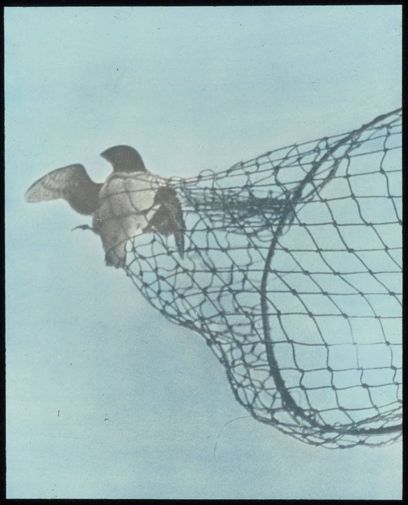 Donald Baxter MacMillan; Dovekie (Little Auk) in net; 1924; image; silver gelatin on glass; 10.16 cm x 8.26 cm x 0.64 cm (4 in. x 3 1/4 in. x 1/4 in.); TGM; North America