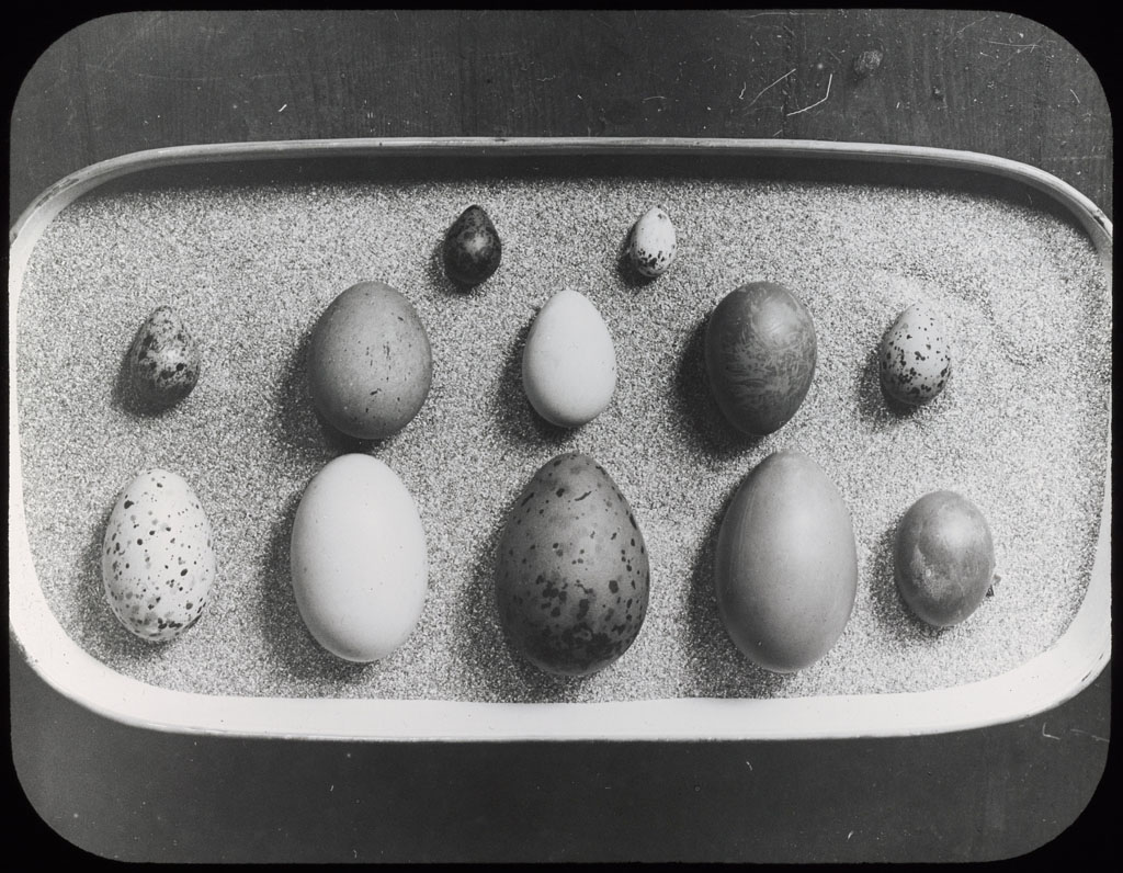 Donald Baxter MacMillan; Tray with 12 different eggs; 1913-1917; image; silver gelatin on glass; 10.16 cm x 8.26 cm x 0.64 cm (4 in. x 3 1/4 in. x 1/4 in.); TGM; North America