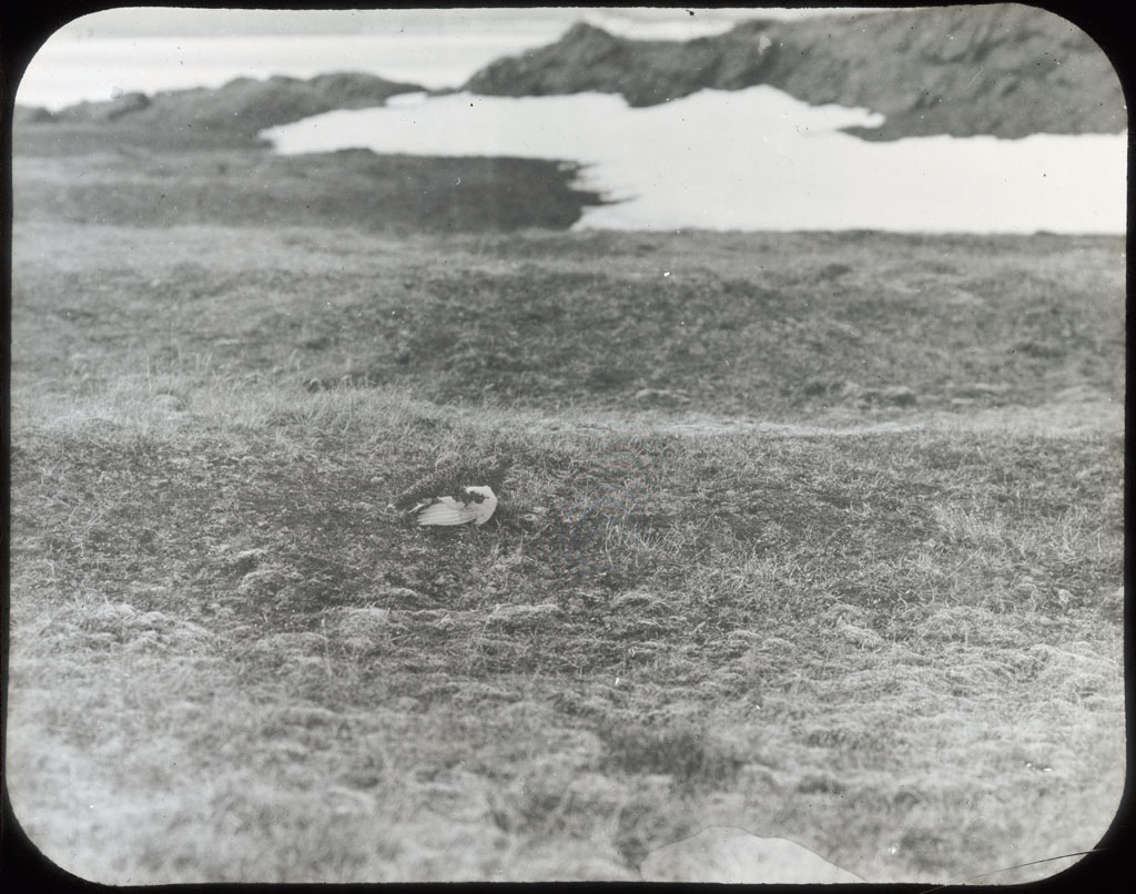 Donald Baxter MacMillan; Ptarmigan on grass; 1913-1917; image; silver gelatin on glass; 10.16 cm x 8.26 cm x 0.64 cm (4 in. x 3 1/4 in. x 1/4 in.); TGM; North America