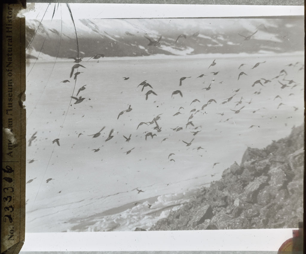Donald Baxter MacMillan; Birds in flight; 1913-1917; image; silver gelatin on glass; 10.16 cm x 8.26 cm x 0.64 cm (4 in. x 3 1/4 in. x 1/4 in.); TGM; North America