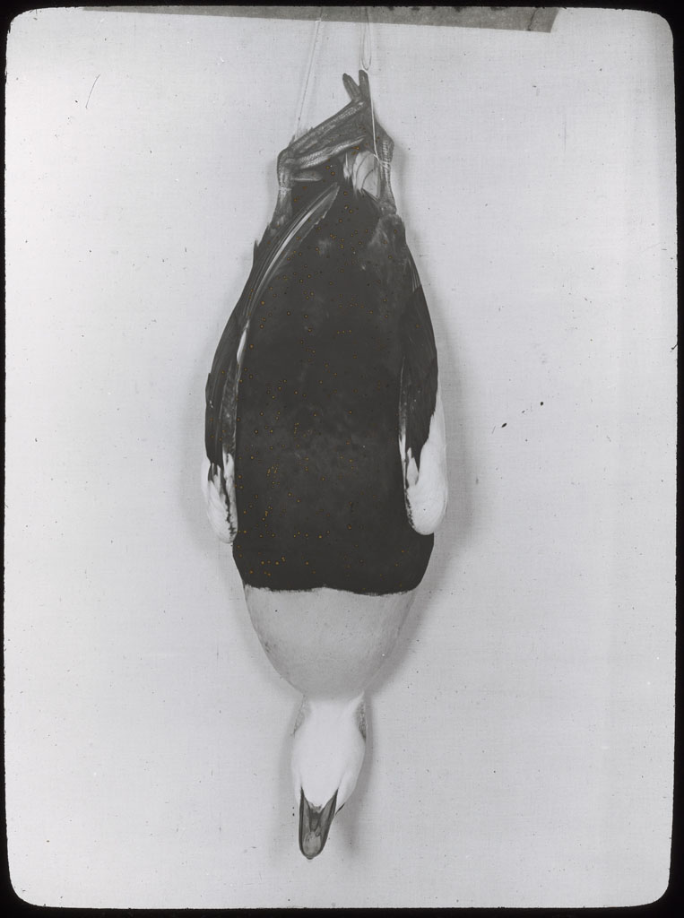 Donald Baxter MacMillan; Male eider hanging. Breast view.; 1921 - 1922; image; silver gelatin on glass; 10.16 cm x 8.26 cm x 0.64 cm (4 in. x 3 1/4 in. x 1/4 in.); TGM; North America