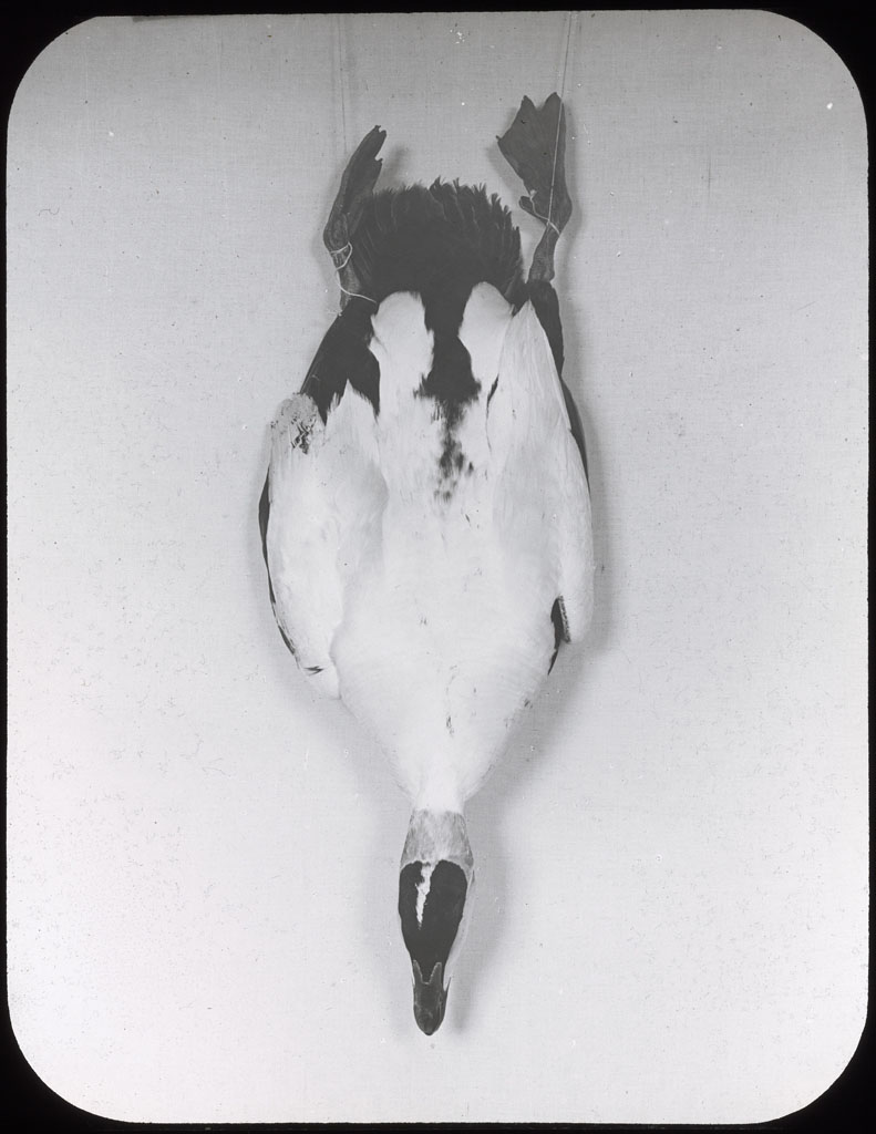 Donald Baxter MacMillan; Male eider, dead. Back view.; 1913-1917; image; silver gelatin on glass; 10.16 cm x 8.26 cm x 0.64 cm (4 in. x 3 1/4 in. x 1/4 in.); TGM; North America