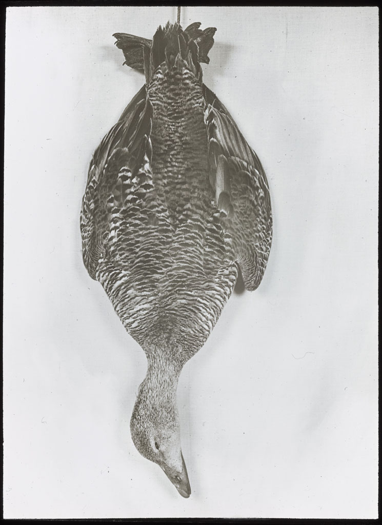 Donald Baxter MacMillan; Female eider, hanging; 1921 - 1922; image; silver gelatin on glass; 10.16 cm x 8.26 cm x 0.64 cm (4 in. x 3 1/4 in. x 1/4 in.); TGM; North America