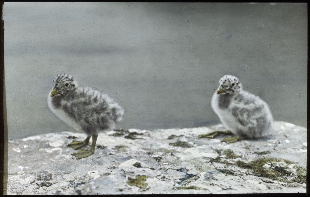 Donald Baxter MacMillan; 2 Herring Gull chicks; 1913-1917; image; silver gelatin on glass; 10.16 cm x 8.26 cm x 0.64 cm (4 in. x 3 1/4 in. x 1/4 in.); TGM; North America