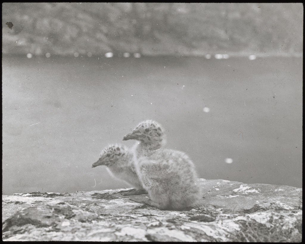Donald Baxter MacMillan; 2 Glaucous Gull chicks; 1913-1917; image; silver gelatin on glass; 10.16 cm x 8.26 cm x 0.64 cm (4 in. x 3 1/4 in. x 1/4 in.); TGM; North America