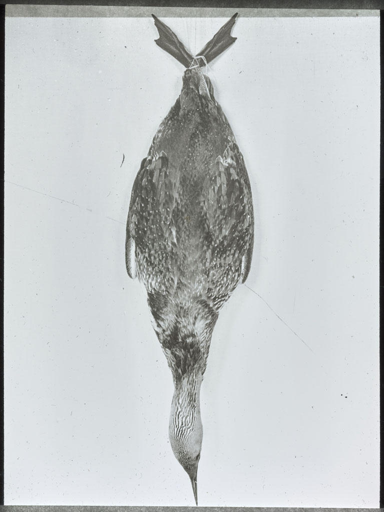 Donald Baxter MacMillan; Red-throated Loon, hanging; 1913-1917; image; silver gelatin on glass; 10.16 cm x 8.26 cm x 0.64 cm (4 in. x 3 1/4 in. x 1/4 in.); TGM; North America