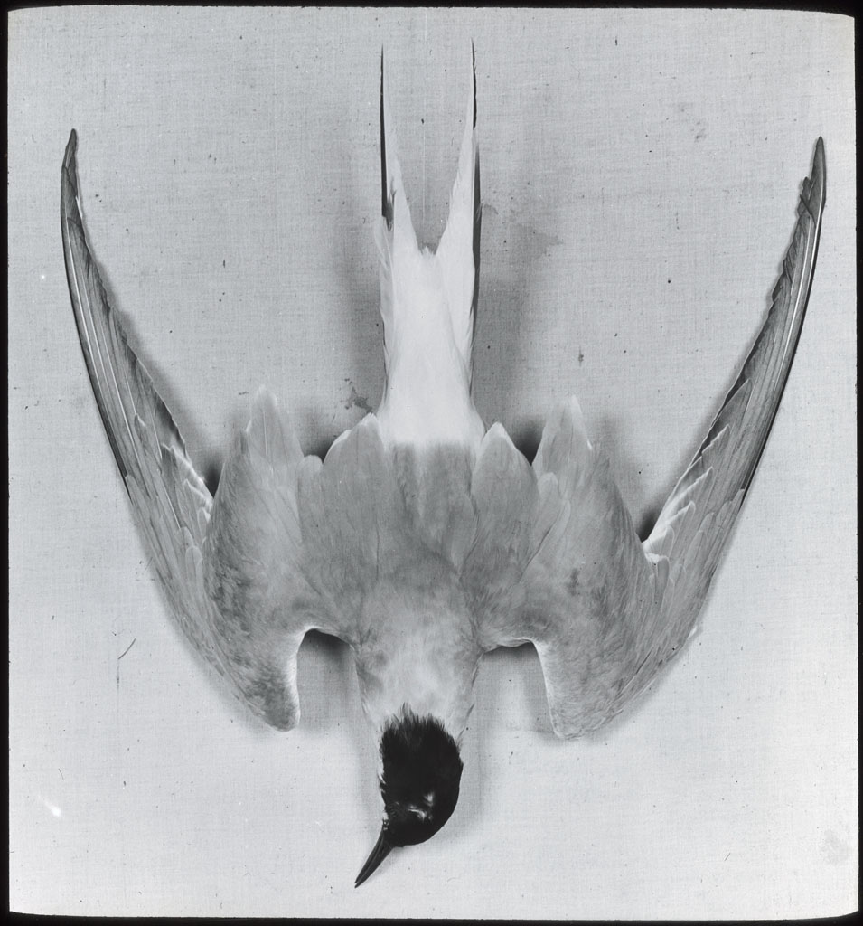 Donald Baxter MacMillan; Arctic Tern, dead, back view.; 1930; image; silver gelatin on glass; 10.16 cm x 8.26 cm x 0.64 cm (4 in. x 3 1/4 in. x 1/4 in.); TGM; North America