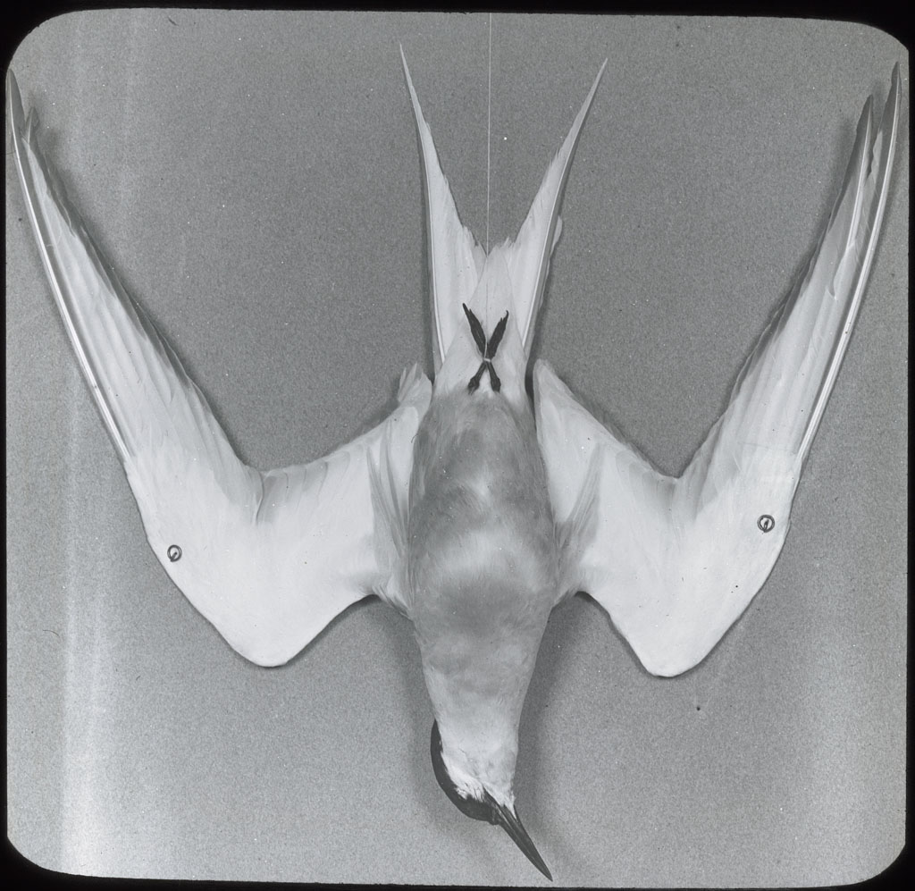 Donald Baxter MacMillan; Arctic Tern, dead, breast view.; 1913-1917; image; silver gelatin on glass; 10.16 cm x 8.26 cm x 0.64 cm (4 in. x 3 1/4 in. x 1/4 in.); TGM; North America