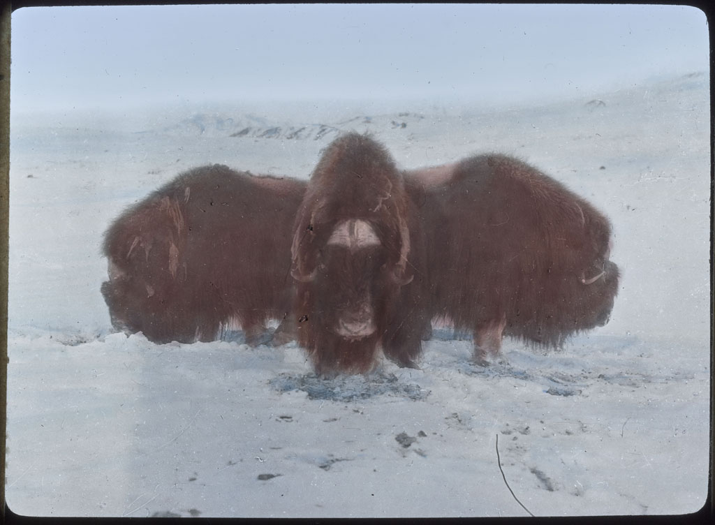 Donald Baxter MacMillan; 3 Musk-oxen in defense formation; 1913-1917; image; silver gelatin on glass; 10.16 cm x 8.26 cm x 0.64 cm (4 in. x 3 1/4 in. x 1/4 in.); TGM; North America
