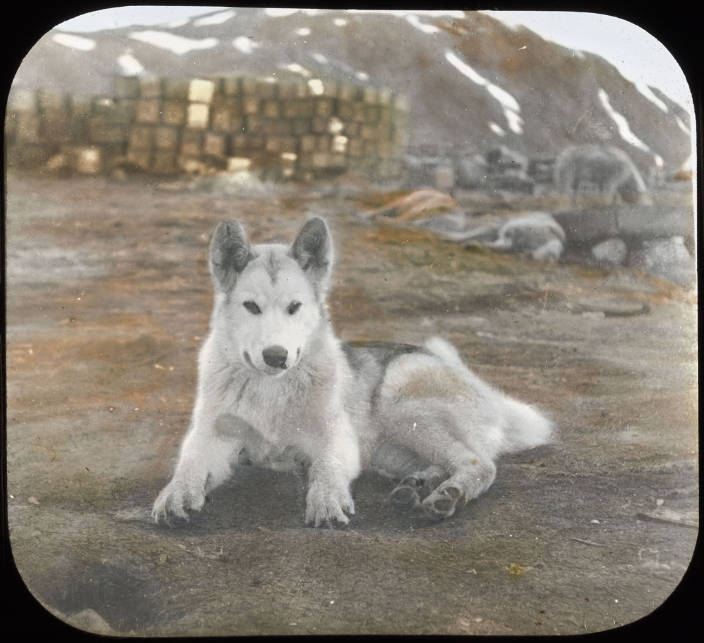Donald Baxter MacMillan; Young sledge dog, resting; 1913-1917; image; silver gelatin on glass; 10.16 cm x 8.26 cm x 0.64 cm (4 in. x 3 1/4 in. x 1/4 in.); TGM; North America