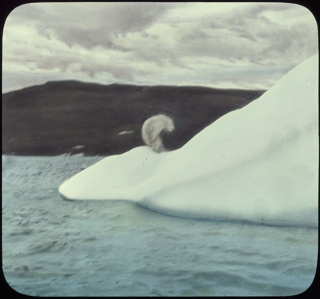 Donald Baxter MacMillan; Polar bear shot on iceberg; 1913-1917; image; silver gelatin on glass; 10.16 cm x 8.26 cm x 0.64 cm (4 in. x 3 1/4 in. x 1/4 in.); TGM; North America