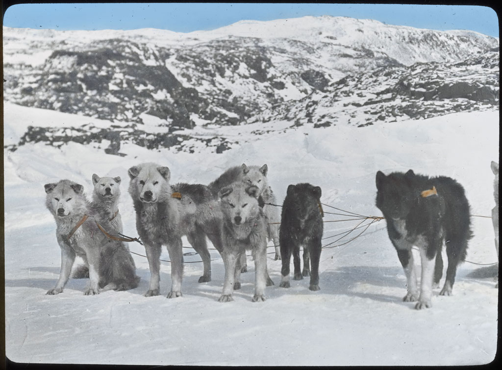 Donald Baxter MacMillan; Dog Team. MacMillan's. North Greenland 1913-1917; 1913-1917; image; silver gelatin on glass; 10.16 cm x 8.26 cm x 0.64 cm (4 in. x 3 1/4 in. x 1/4 in.); TGM; North America