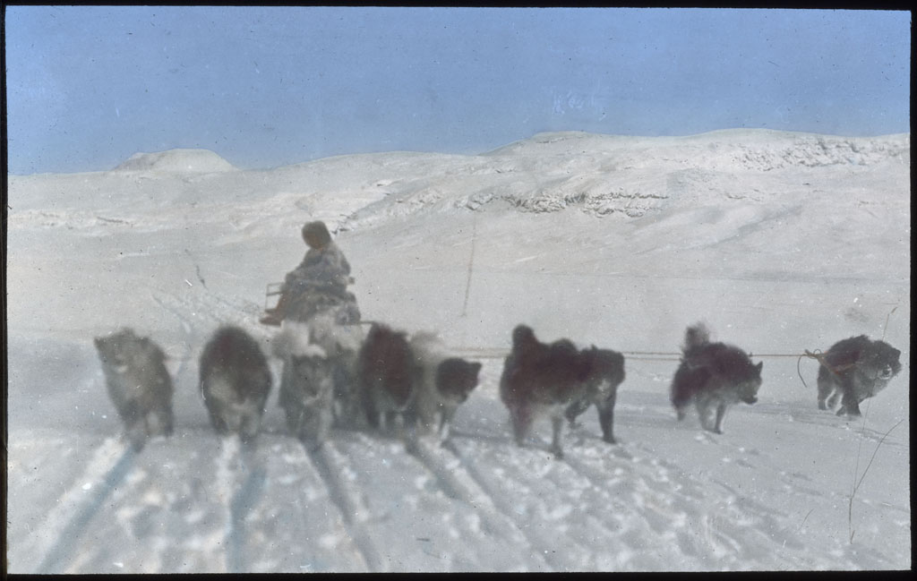Donald Baxter MacMillan; Dog team in action; Northwest Greenland; 1913-1917; image; silver gelatin on glass; 10.16 cm x 8.26 cm x 0.64 cm (4 in. x 3 1/4 in. x 1/4 in.); TGM; North America