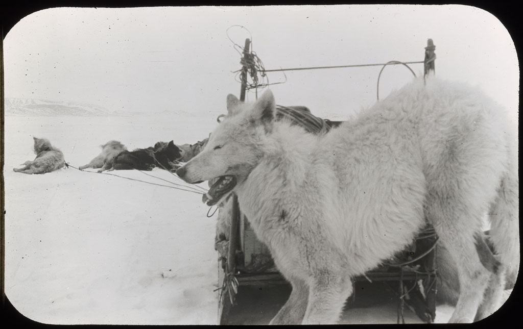 Donald Baxter MacMillan; White Wolf tied to sledge upstanders; 1913-1917; image; silver gelatin on glass; 10.16 cm x 8.26 cm x 0.64 cm (4 in. x 3 1/4 in. x 1/4 in.); TGM; North America