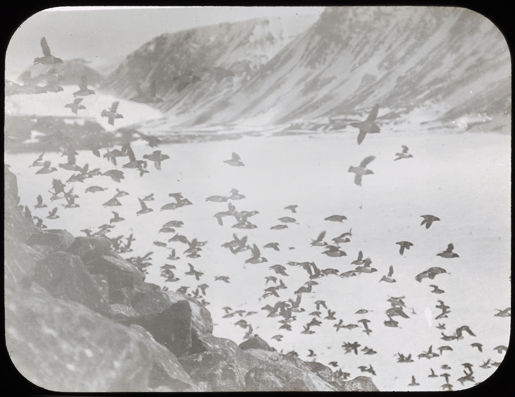 Donald Baxter MacMillan; Dovekies in flight at Etah; 1913-1917; image; silver gelatin on glass; 10.16 cm x 8.26 cm x 0.64 cm (4 in. x 3 1/4 in. x 1/4 in.); TGM; North America
