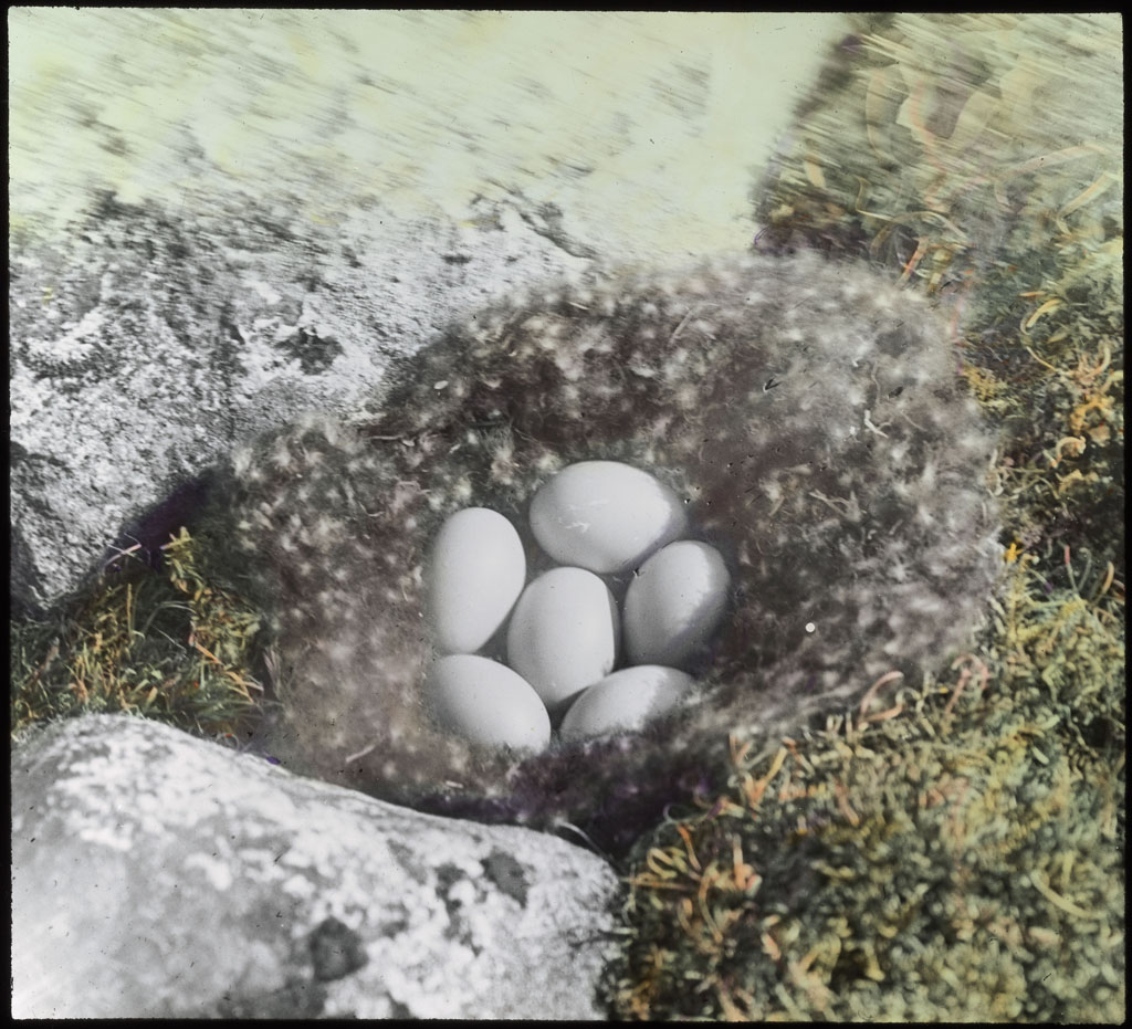 Donald Baxter MacMillan; Eggs of brant; 1913-1917; image; silver gelatin on glass; 10.16 cm x 8.26 cm x 0.64 cm (4 in. x 3 1/4 in. x 1/4 in.); TGM; North America