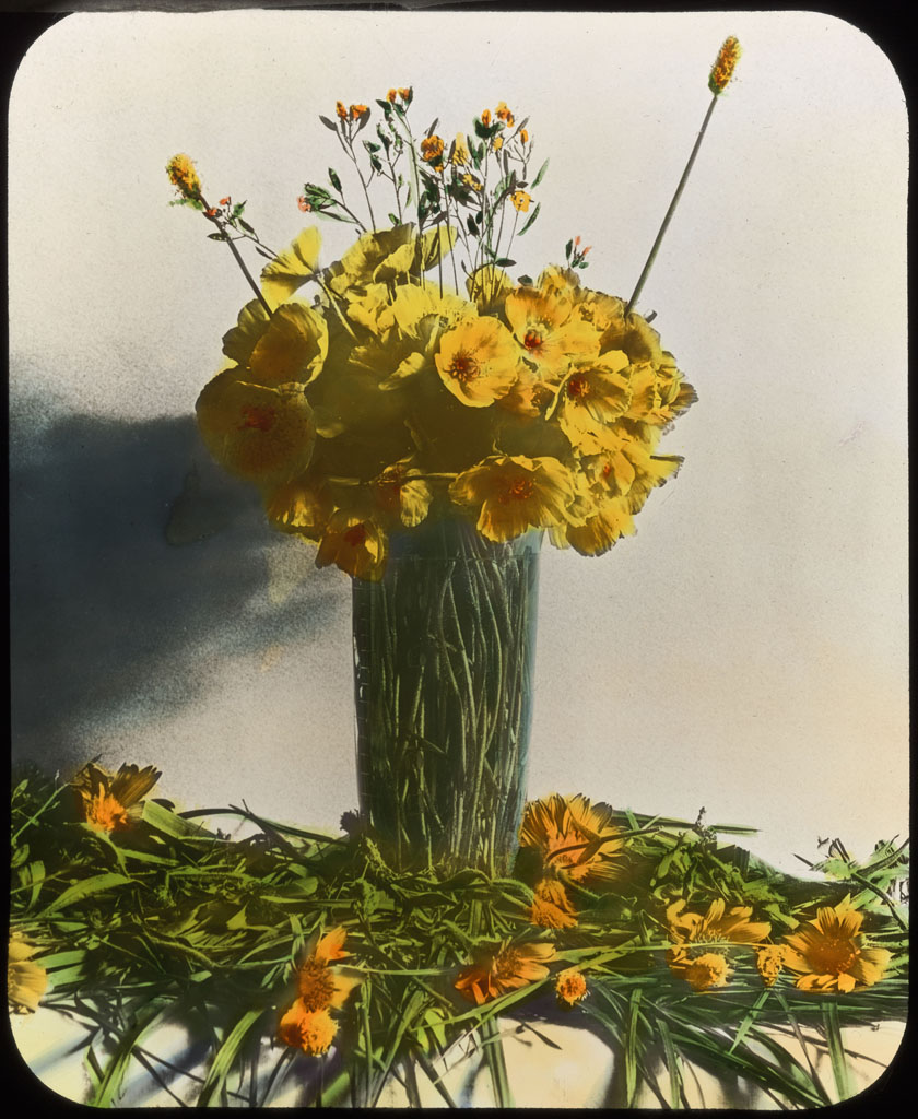 Donald Baxter MacMillan; Poppies, Arctic; 1913-1917; image; silver gelatin on glass; 10.16 cm x 8.26 cm x 0.64 cm (4 in. x 3 1/4 in. x 1/4 in.); TGM; North America
