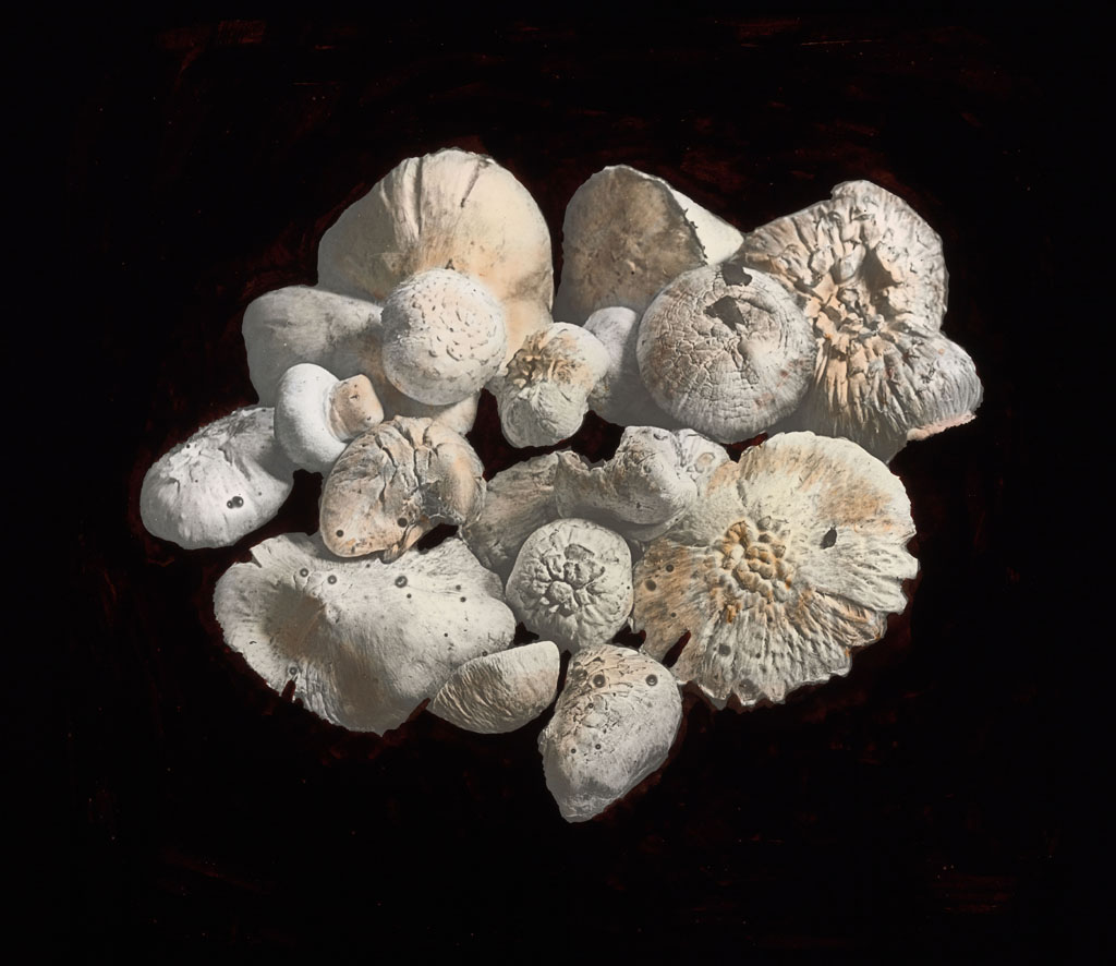 Donald Baxter MacMillan; Mushrooms; 1913-1917; image; silver gelatin on glass; 10.16 cm x 8.26 cm x 0.64 cm (4 in. x 3 1/4 in. x 1/4 in.); TGM; North America