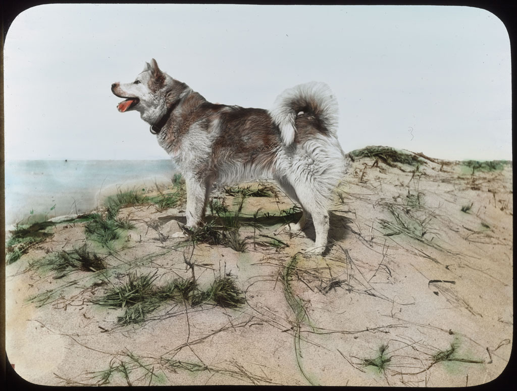 Donald Baxter MacMillan; Eskimo dog on dune at Provincetown, Mass. ; 1913-1917; image; silver gelatin on glass; 10.16 cm x 8.26 cm x 0.64 cm (4 in. x 3 1/4 in. x 1/4 in.); TGM; North America