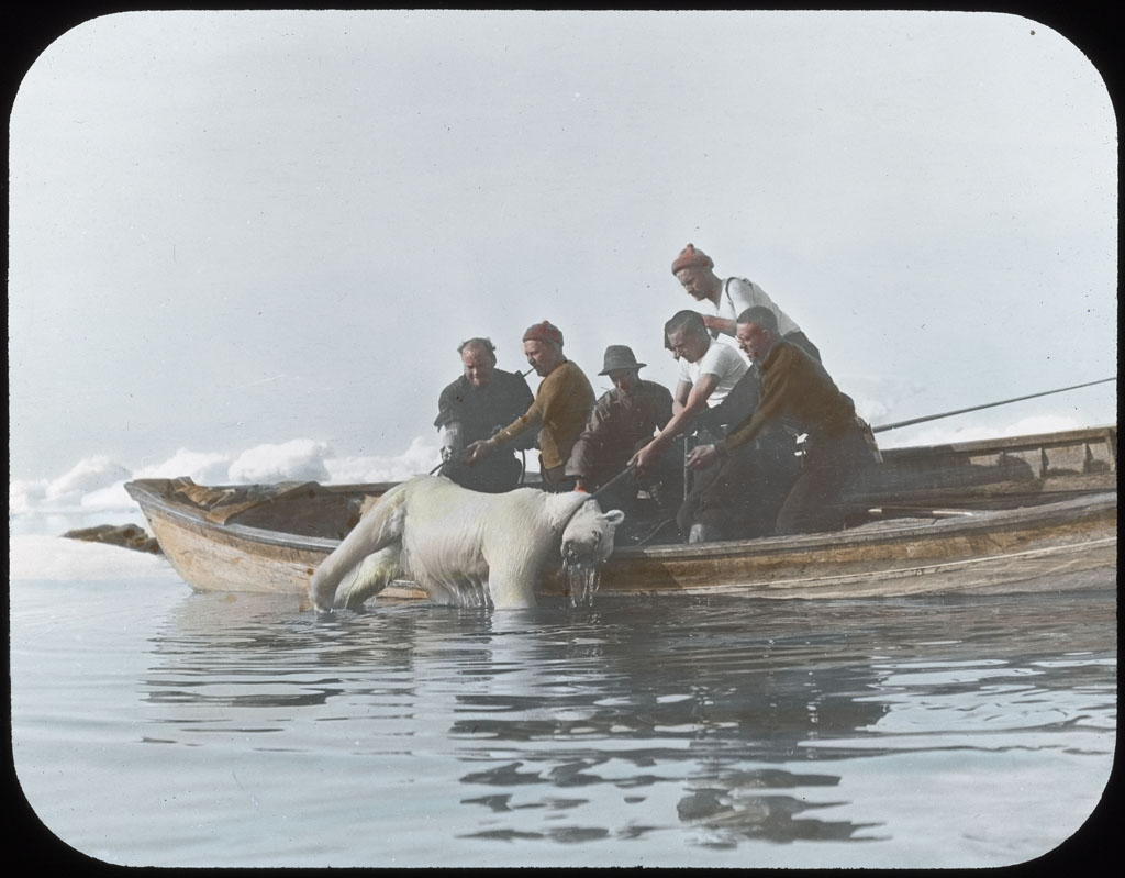 Donald Baxter MacMillan; Pulling Polar Bear into boat - Cape Alexander; 1913-1917; image; silver gelatin on glass; 10.16 cm x 8.26 cm x 0.64 cm (4 in. x 3 1/4 in. x 1/4 in.); TGM; North America