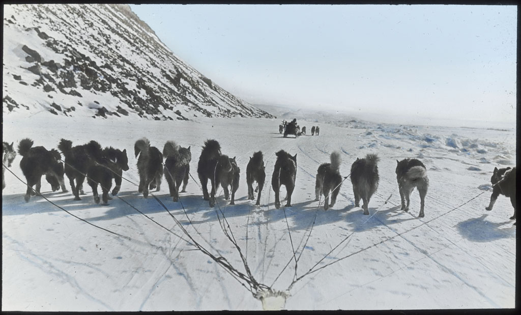 Donald Baxter MacMillan; Fourteen dogs in front of sledge; 1913-1917; image; silver gelatin on glass; 10.16 cm x 8.26 cm x 0.64 cm (4 in. x 3 1/4 in. x 1/4 in.); TGM; North America