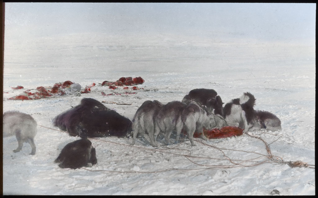 Donald Baxter MacMillan; Dogs Eating muskox meat; 1913-1917; image; silver gelatin on glass; 10.16 cm x 8.26 cm x 0.64 cm (4 in. x 3 1/4 in. x 1/4 in.); TGM; North America