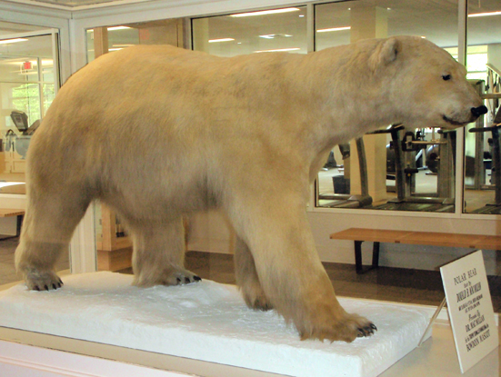 A stuffed and mounted adult polar bear gifted and captured by MacMillan in Northern Greenland in 1916