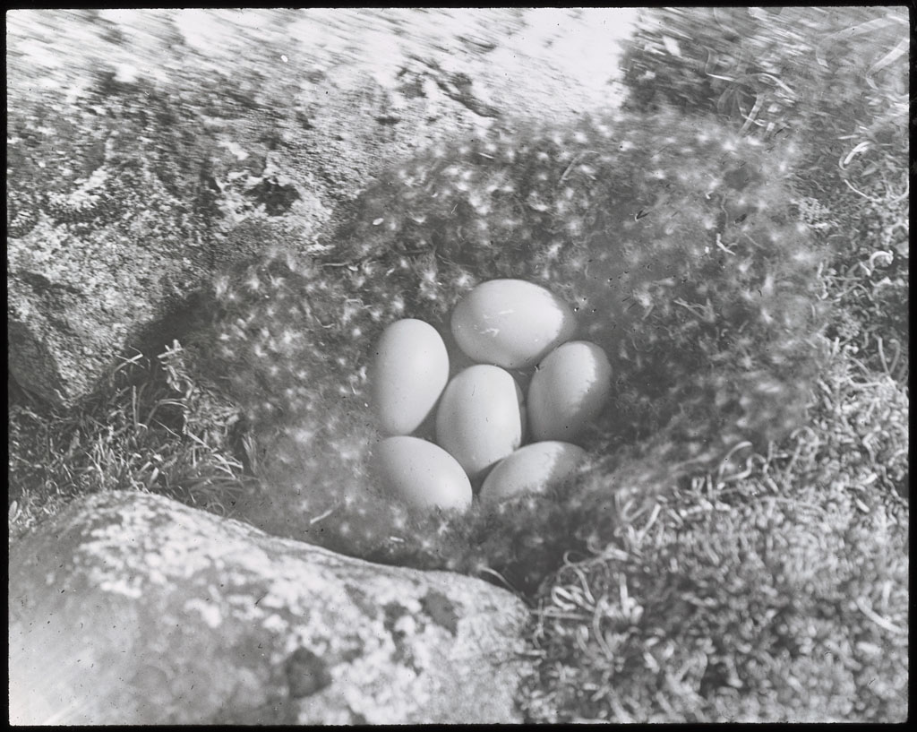 Donald Baxter MacMillan; Bird nest with 6 eggs; 1913-1917; image; silver gelatin on glass; 10.16 cm x 8.26 cm x 0.64 cm (4 in. x 3 1/4 in. x 1/4 in.); TGM; North America