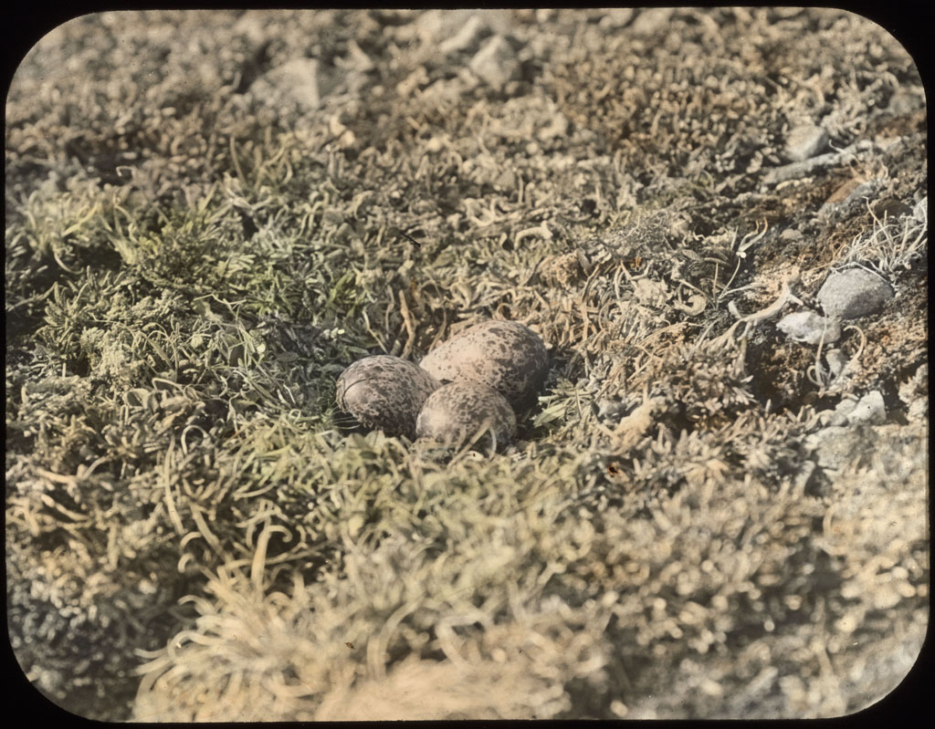 Donald Baxter MacMillan; 3 Knot eggs (Tringa canutus) [3rd of 3 labels says: Glaucous Gull]; 1913-1917; image; silver gelatin on glass; 10.16 cm x 8.26 cm x 0.64 cm (4 in. x 3 1/4 in. x 1/4 in.); TGM; North America