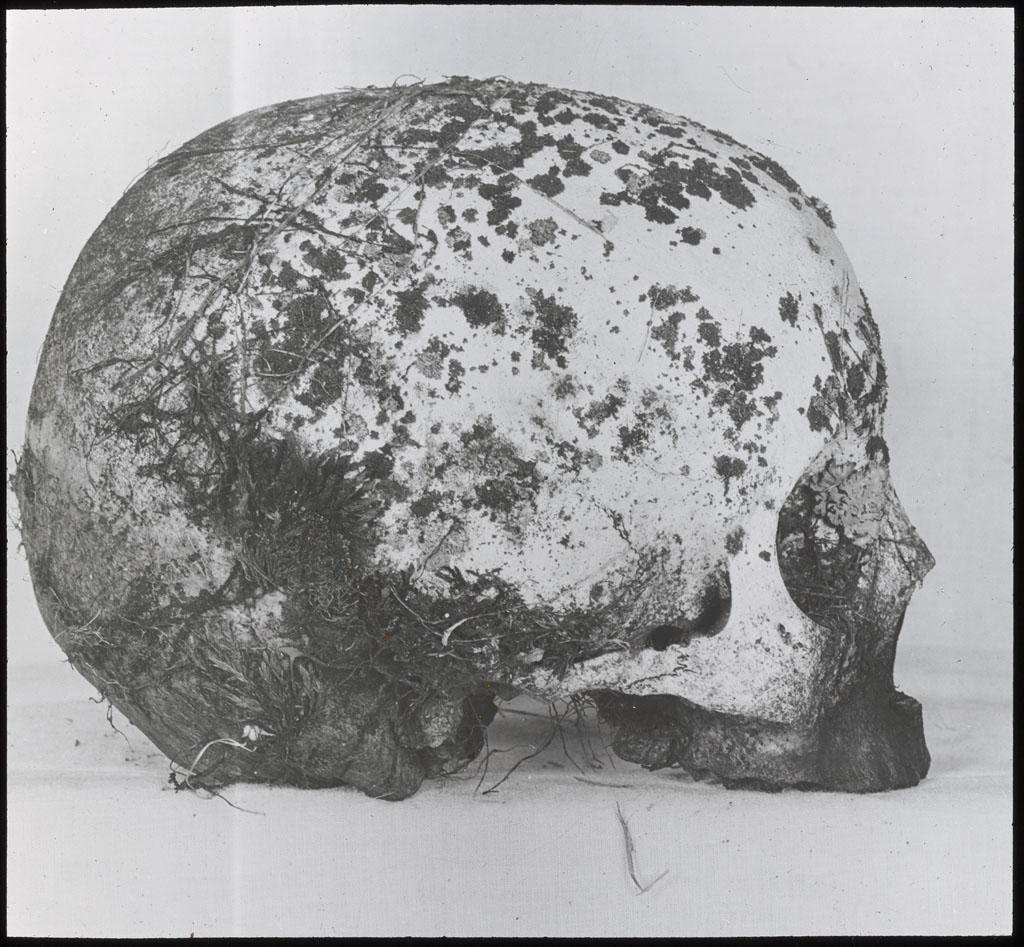 Skull From Grave, Northwest Greenland
