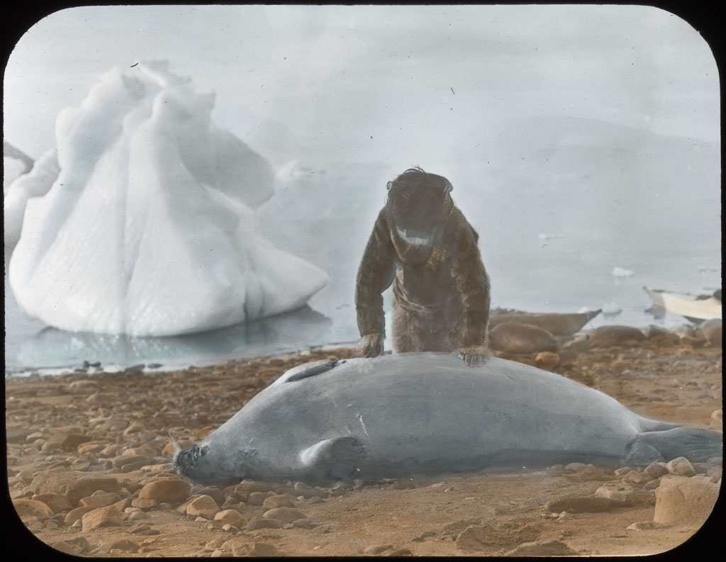 Donald Baxter MacMillan; Square Flipper seal (ookjuk); 1913-1917; image; silver gelatin on glass; 10.16 cm x 8.26 cm x 0.64 cm (4 in. x 3 1/4 in. x 1/4 in.); TGM; North America