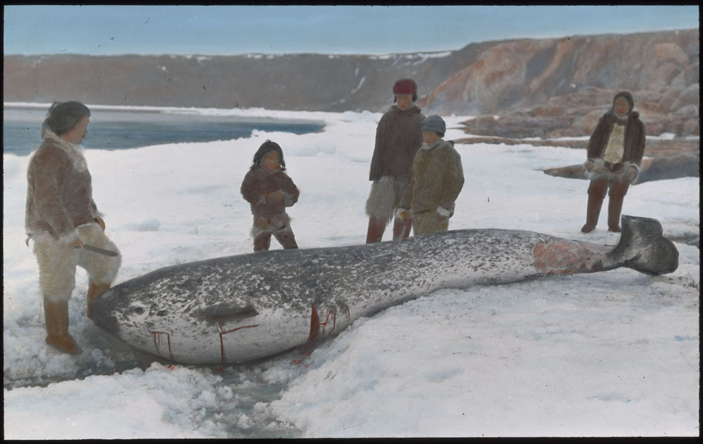 Narwhal, dead, out on the ice