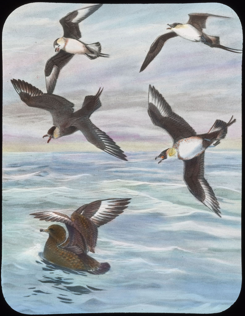 Donald Baxter MacMillan; Bosun Birds; 1913-1917; image; silver gelatin on glass; 10.16 cm x 8.26 cm x 0.64 cm (4 in. x 3 1/4 in. x 1/4 in.); TGM; North America