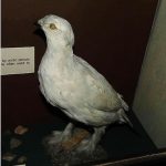 lc-bates-museum-female-willow-ptarmigan-in-winter-plumage