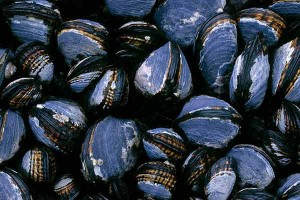 blue-mussels1