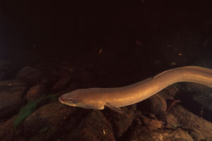 Eel - photo by Heather Perry